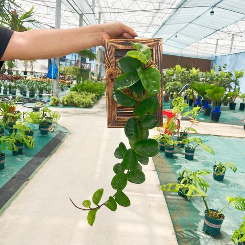 克林顿球兰盆栽室内阳台垂吊植物耐阴净化空气好养易活 - 图2