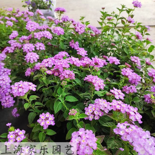 紫色马樱丹五色梅盆栽耐热耐晒庭院阳台花卉多年生草本植物包邮 - 图0
