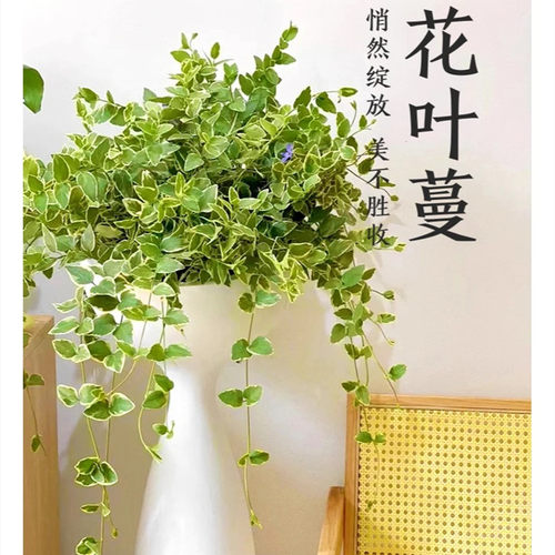 花叶蔓盆栽室内外阳台长春藤垂吊植物耐热耐寒黄金花叶蔓带土吊兰 - 图1