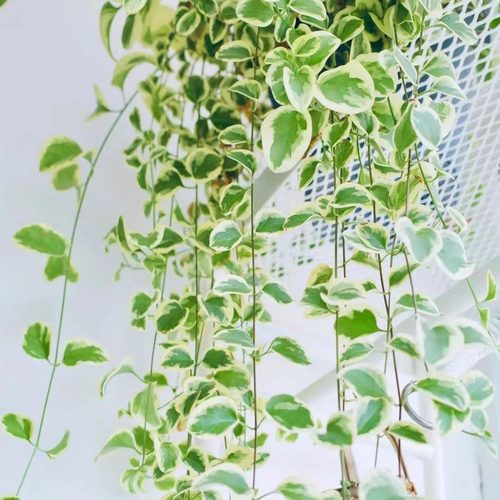 花叶蔓盆栽室内外阳台长春藤垂吊植物耐热耐寒黄金花叶蔓带土吊兰 - 图3