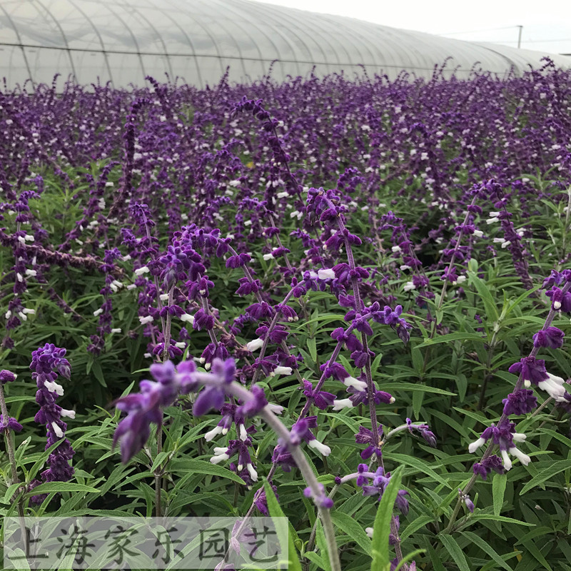 花镜植物墨西哥鼠尾草林荫鼠尾草盆栽带花大苗多年生阳台庭院耐热-图3