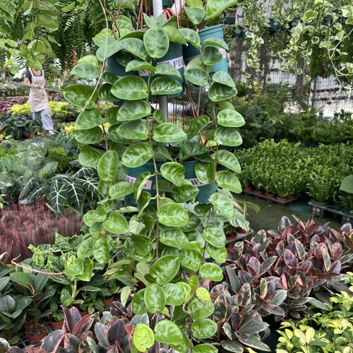 克林顿球兰盆栽室内阳台垂吊植物耐阴净化空气好养易活 - 图0