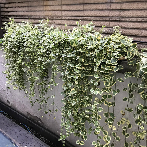 花叶蔓盆栽室内外阳台长春藤垂吊植物耐热耐寒黄金花叶蔓带土吊兰 - 图0