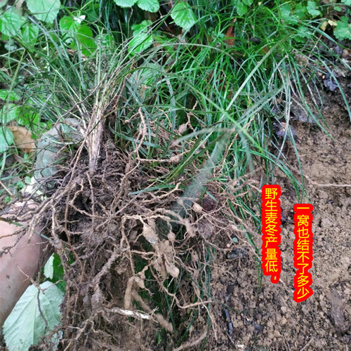 神农架麦冬野生正品非川麦冬茶可配玉竹泡水无硫药材麦冬干货500g - 图0