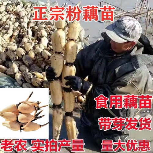 高产食用莲藕种苗深浅水藕种苗盆栽池塘大型蔬菜藕苗荷花苗粉脆藕 - 图0