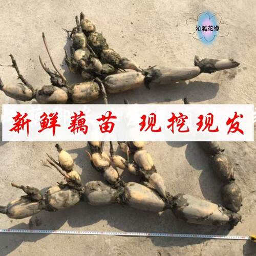 高产食用莲藕种苗深浅水藕种苗盆栽池塘大型蔬菜藕苗荷花苗粉脆藕 - 图2