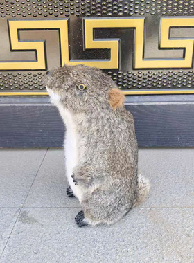 仿真旱獭模型动物摆件