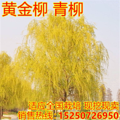 黄金柳树苗耐寒耐热金丝垂柳小苗庭院道路直生柳苗绿化行道树植物 - 图3