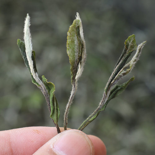 福鼎白茶2021新茶春茶【清】明前荒野散装花香白牡丹 正宗高山茶 - 图2