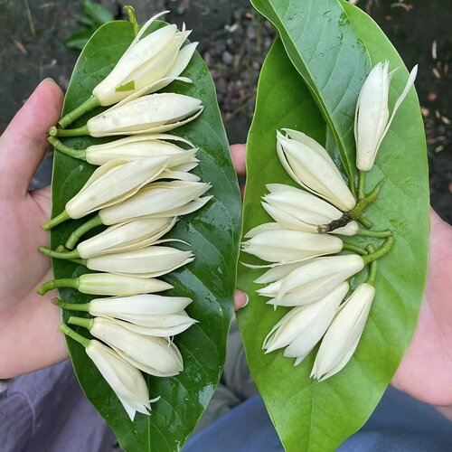 新鲜白兰花苞白玉兰鲜花缅桂白玉兰花现摘泡酒纯露广西顺丰黄角兰 - 图1
