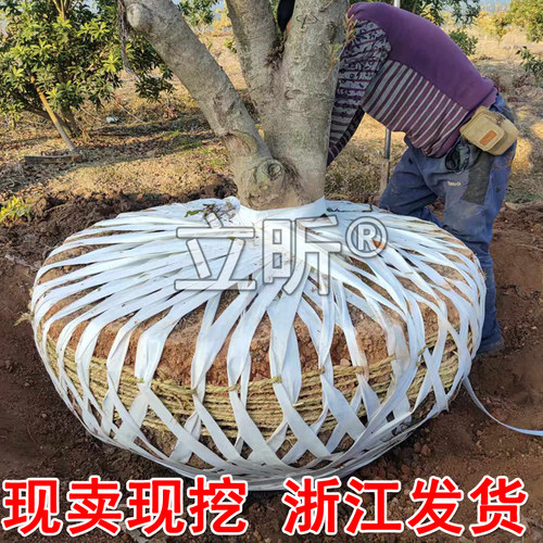 浙江仙居东魁杨梅树大树苗当年结果带土特大果树嫁接果苗庭院种植 - 图1