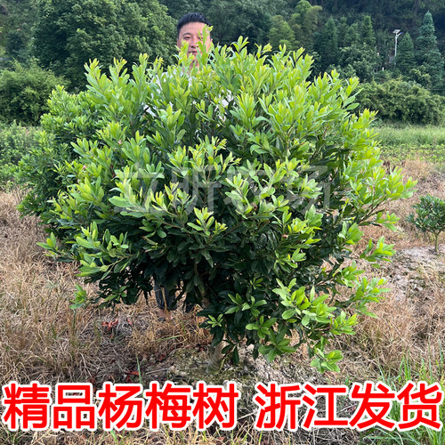 浙江仙居东魁杨梅树大树苗嫁接带土盆栽果树果苗庭院种植当年结果 - 图2