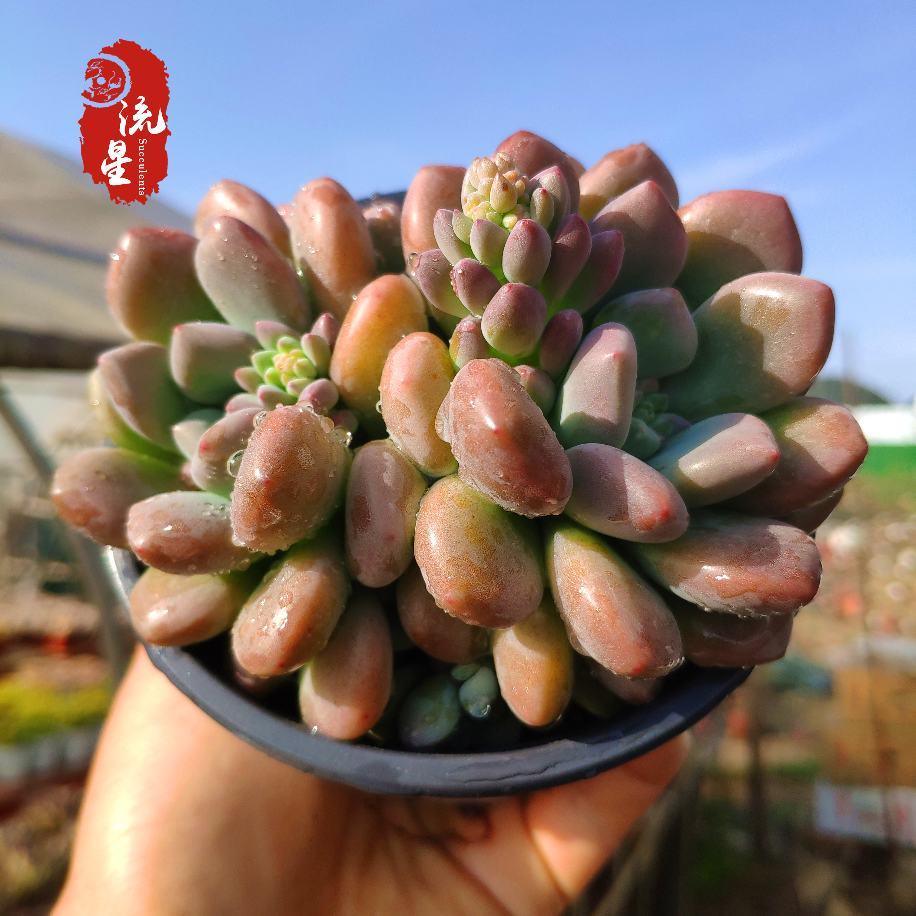 木糖醇 多肉植物贵货稀有品种室内精品贵货多肉状态超好盆栽花卉