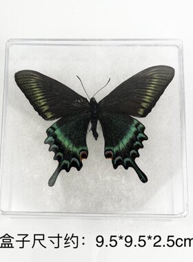 亚克力盒装压棉 真蝴蝶标本未展翅原蝶昆虫幼儿教学摄影道具 包邮