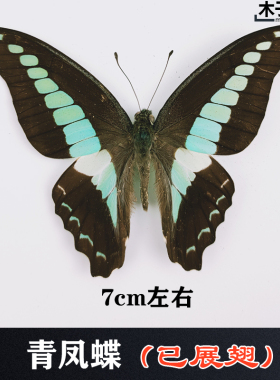 A-品质天然真蝴蝶标本摄影教学