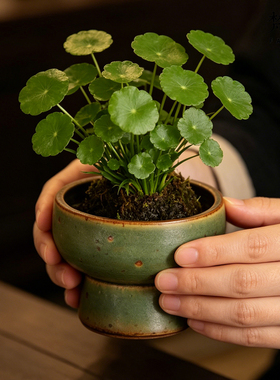 手工侘寂风小花盆茶室餐桌水培铜钱草菖蒲绿植家居装饰品花器摆件