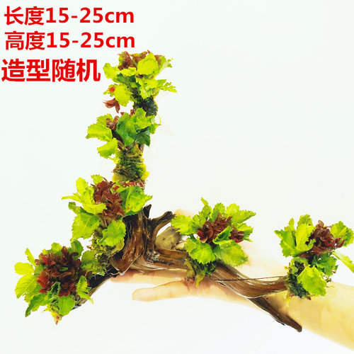 鱼缸淡水造景热带鱼新手入门懒人沉木无需底砂增氧水榕六头水草 - 图0