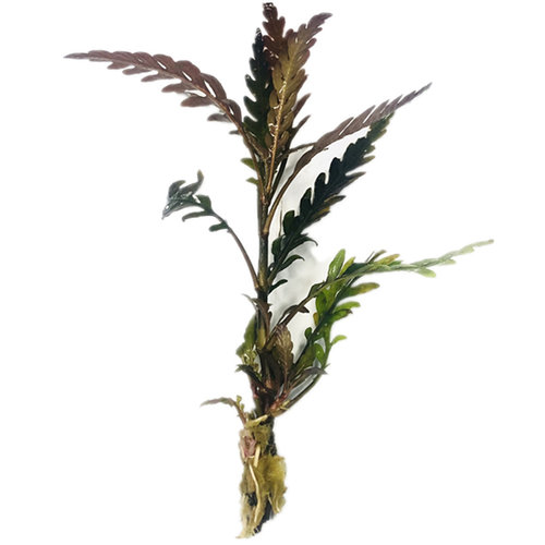 羽裂水蓑衣雨裂可粘石头沉木会发色的鱼缸淡水中后景新手易养水草 - 图3