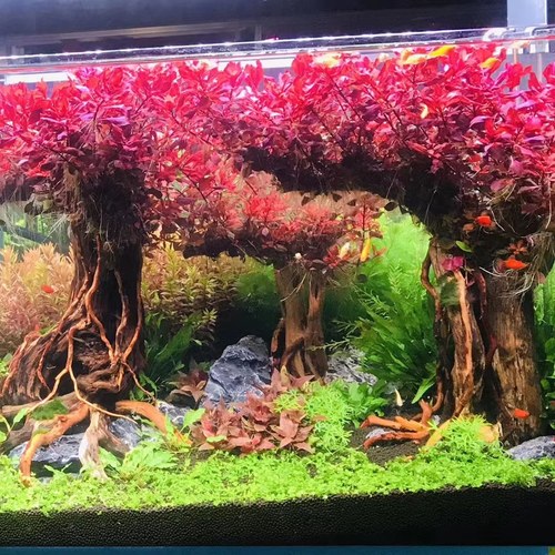 紫红玫瑰紫红丁香树紫丁香鱼缸淡水易养无需二氧化碳后景红色水草 - 图1