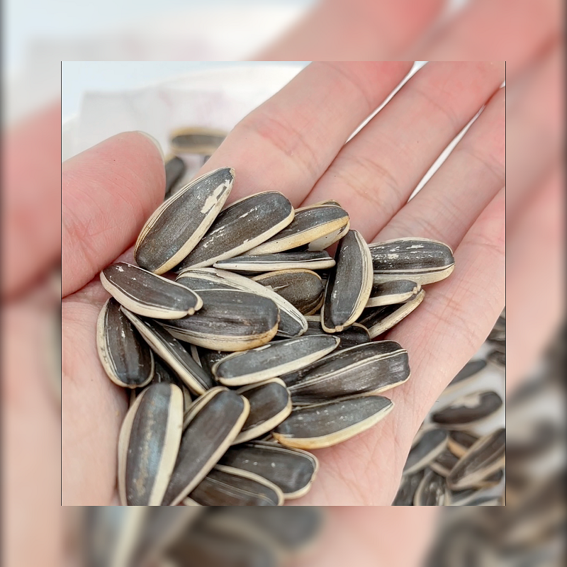 都爱客原味瓜子醇香468g真空袋装优质新疆葵花籽休闲聚会零食广东,淘宝优惠券,粉丝福利购,淘宝优惠卷