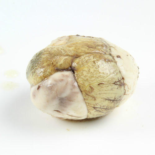 云邮13天鸡胚蛋活珠子凤凰蛋即食喜蛋熟钢化蛋无毛蛋20只非毛鸡蛋 - 图2