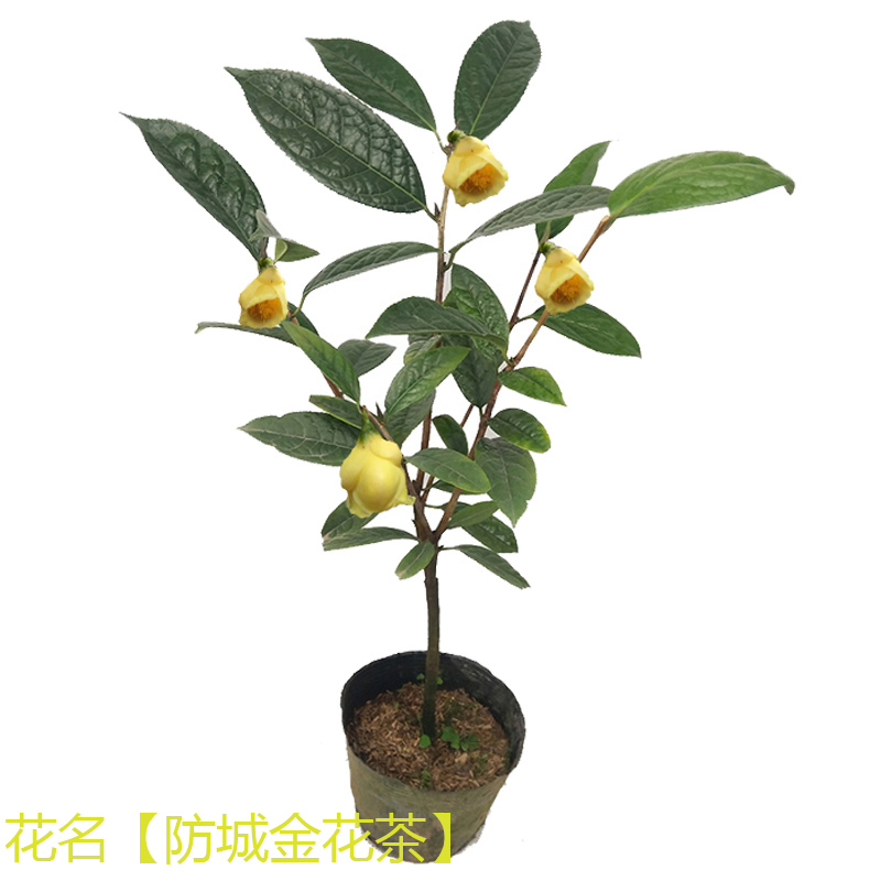 金花茶树苗盆栽防城四季金茶花山茶室内阳台庭院名贵花卉植物包邮