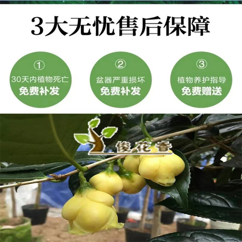 金花茶树苗盆栽防城四季金茶花山茶室内阳台庭院名贵花卉植物包邮