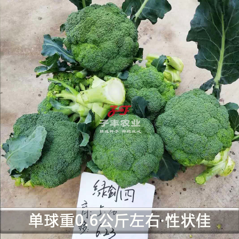 基地菜农绿剑四号西兰花蔬菜种子绿菜花青花菜种籽小米粒秋季65天-图2