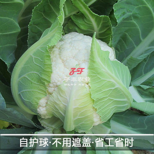 天津耕耘雪剑五号花菜种子紧菜花春季秋季白色花椰菜种籽实花雪白 - 图1