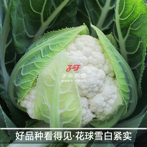 天津耕耘雪剑五号花菜种子紧菜花春季秋季白色花椰菜种籽实花雪白 - 图0