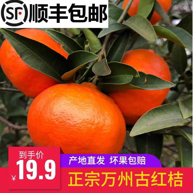 万州红桔,高峰,重庆_大山谷图库