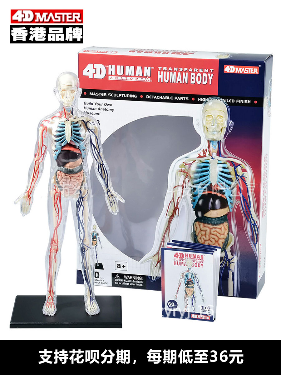 4D Master全身体结构人体模型医学骨骼骨架内脏人体器官解剖医用 - 图3