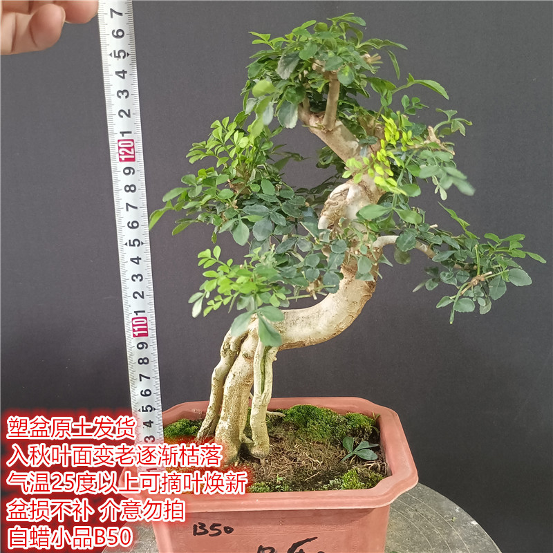 提根附石京山对节白蜡树苗微型盆景素材生桩对接掌中宝绿植盆景 - 图1