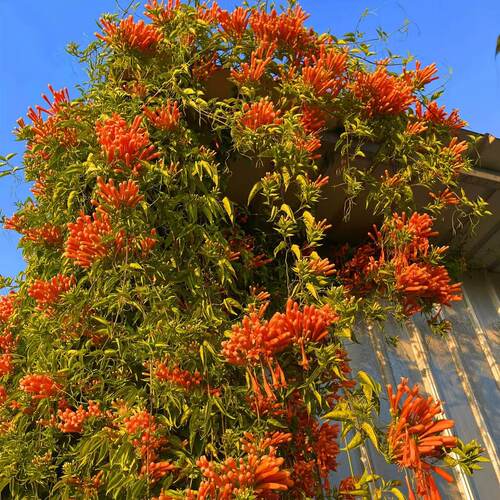 【含原土原袋】炮仗花爬藤植物长藤鞭炮花卉四季绿植盆栽庭院批发 - 图3