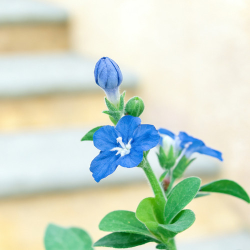 蓝星花盆栽吊兰带花苞室内阳台开花植物室外吊挂绿植四季花卉垂吊 - 图3