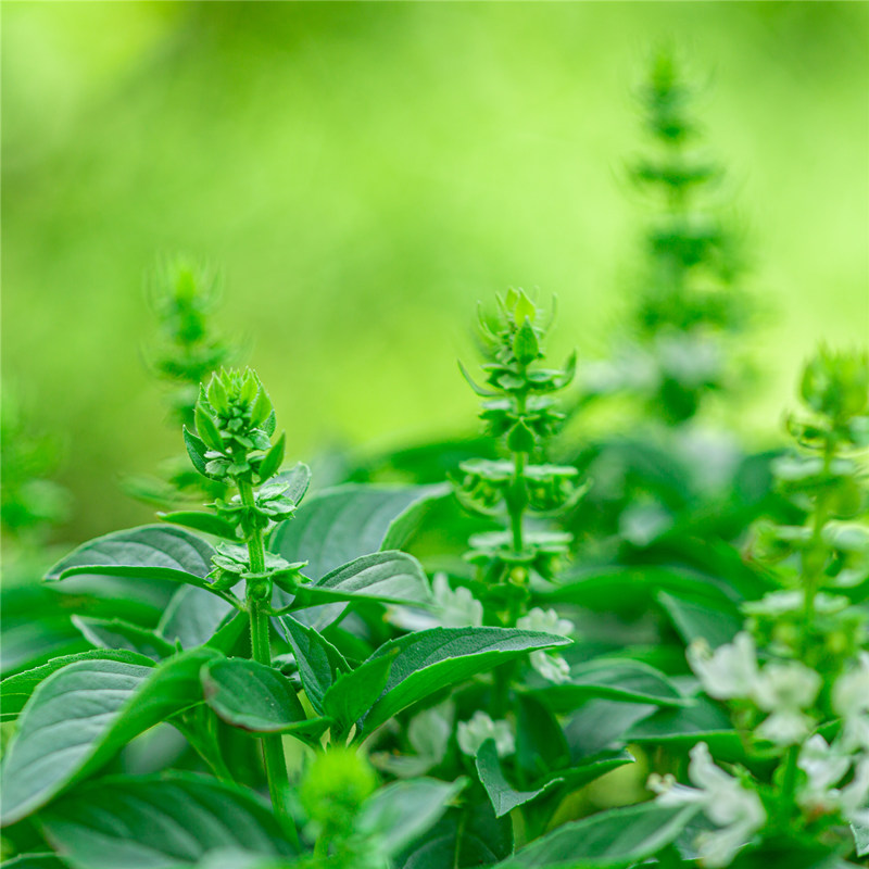 九层塔盆栽室内阳台金不换可食用新鲜香草香料植物薄荷罗勒叶绿植 - 图2