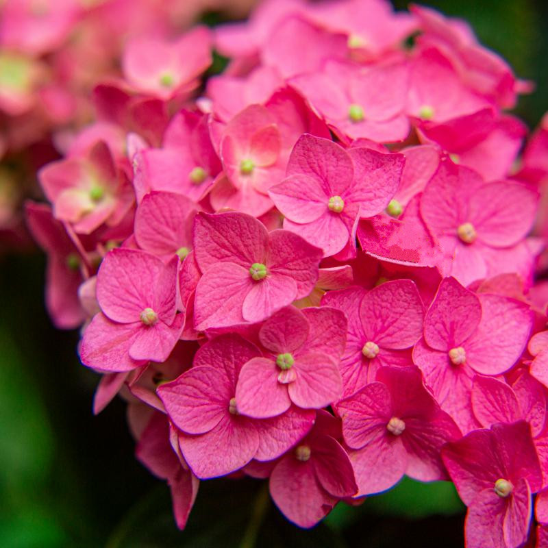绣球花盆栽带花苞大苗开花不断室内阳台室外庭院四季花卉植物绿植,淘宝优惠券,粉丝福利购,淘宝优惠卷