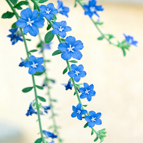 蓝星花盆栽吊兰带花苞室内阳台开花植物室外吊挂绿植四季花卉垂吊 - 图1
