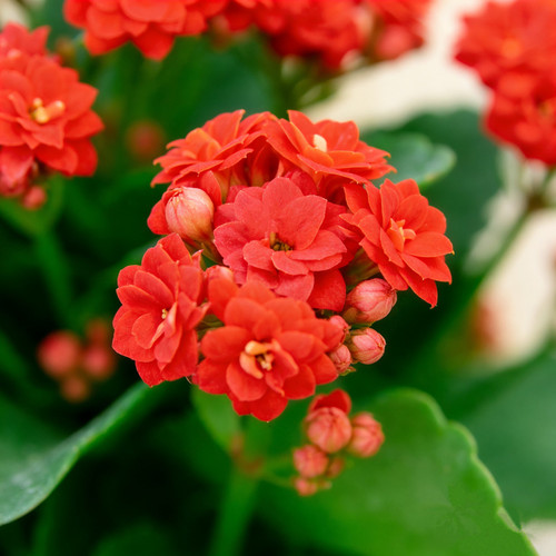 重瓣红色长寿花盆栽带花苞室内阳台室外开花植物绿植四季花卉花苗 - 图1