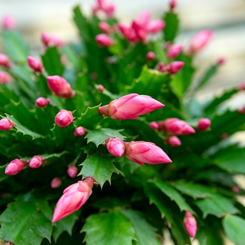 蟹爪兰盆栽带花苞办公室客厅室内阳台开花植物绿植四季花卉蟹爪莲 - 图1