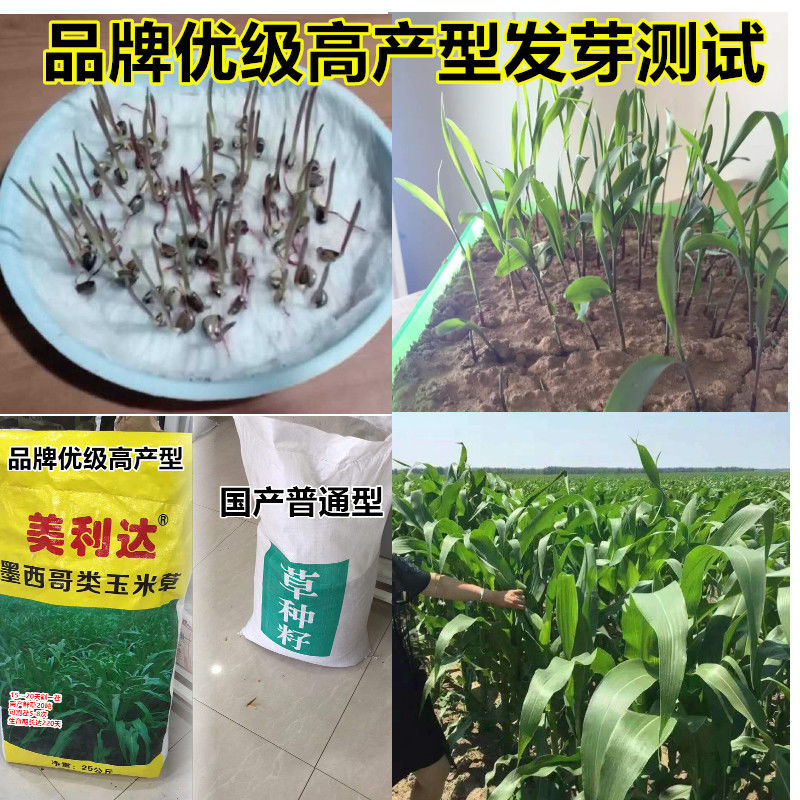 墨西哥玉米草种子牧草南方北方种植四季高产阔叶猪牛羊鸡鸭鹅草籽