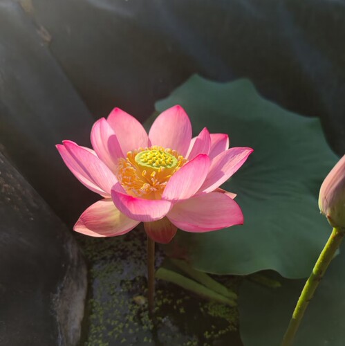 惊艳8号  真小型中型荷花碗莲睡莲种子藕盆栽水培水生植物花卉 - 图2