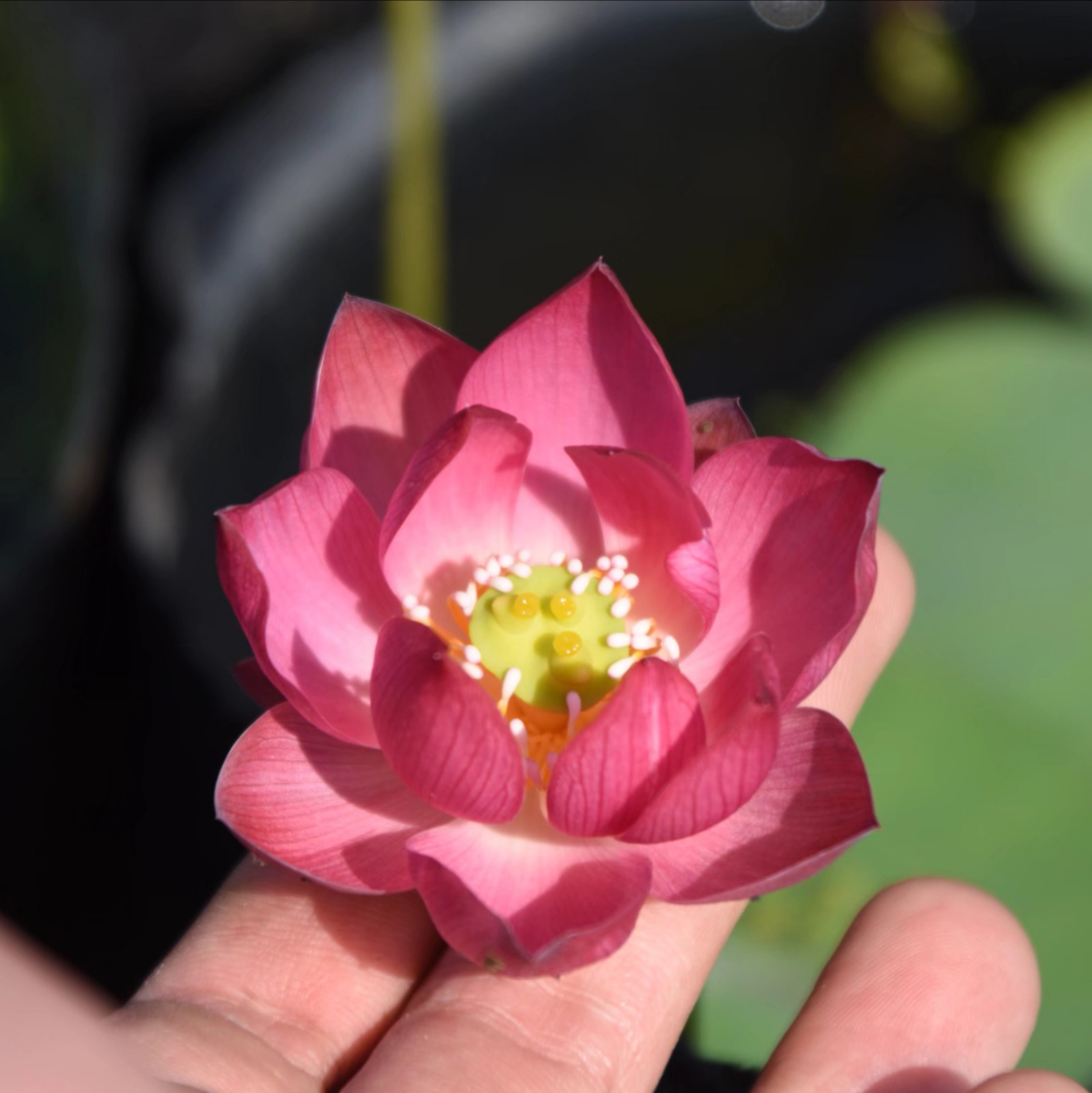 媚娘/紫仙8 真小微型迷你荷花碗莲睡莲种子藕水生培植萌宝荷花苑 - 图2