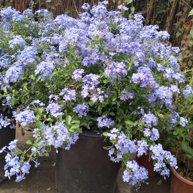 蓝雪花盆栽大苗带花苞庭院阳台花卉四季开花植物耐晒好养易爆盆花 - 图2