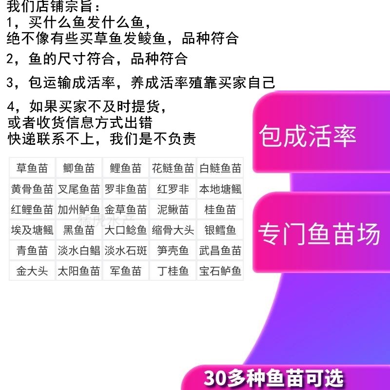 优质红罗非鱼苗彩虹鲷鱼苗非洲鲫鱼苗罗非鱼苗淡水鱼活体养殖食用 - 图2