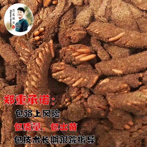 蝗虫卵，蚂蚱卵，蚂蚱籽，蚂蚱苗，蝗虫种卵，蚂蚱种卵，孵化率高 - 图2