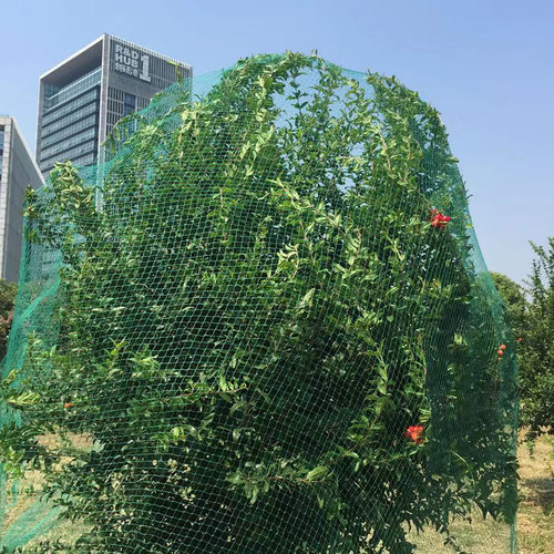 防鸟用的网菜地果园果树落叶葡萄架种菜丝网植物支架防雀罩树网纱 - 图0