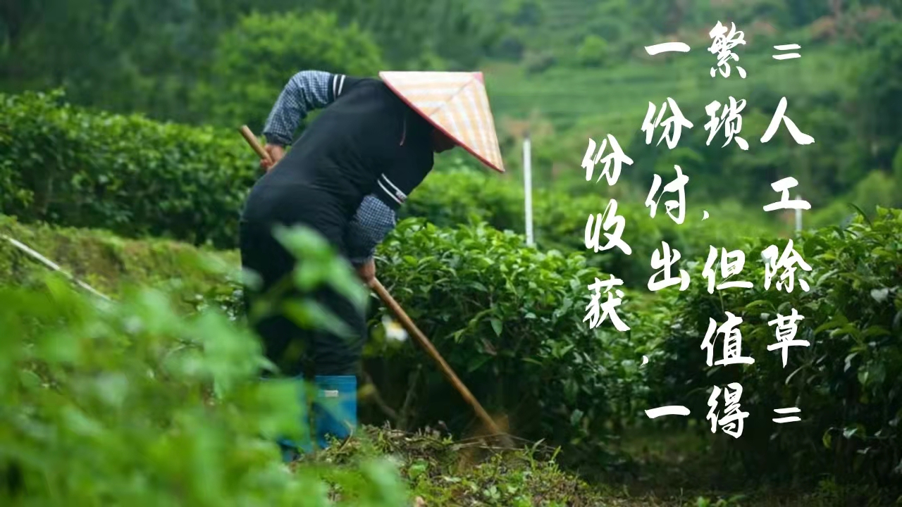 大沙茶【2024年一级绿茶】天露山有机茶   大沙岭露红茶厂 - 图1