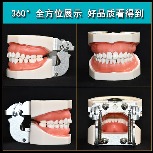 理月口腔牙科牙齿模型备牙练习软牙龈牙模可拆缷仿真树脂离体 - 图1