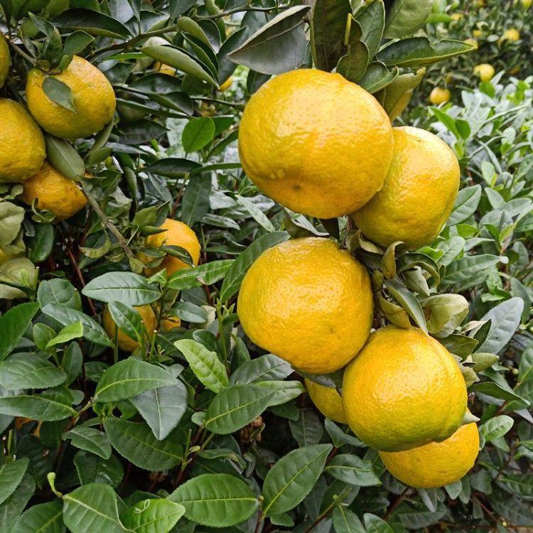 果树苗欧柑树苗农家瓯柑苦橘新鲜有机水果柑橘苗降火正宗苦柑苗,淘宝优惠券,粉丝福利购,淘宝优惠卷